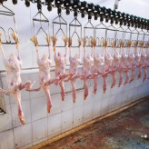 全自动家禽屠宰流水线生产厂家 定制成套鸡鸭鹅屠宰设备 易操作效率高