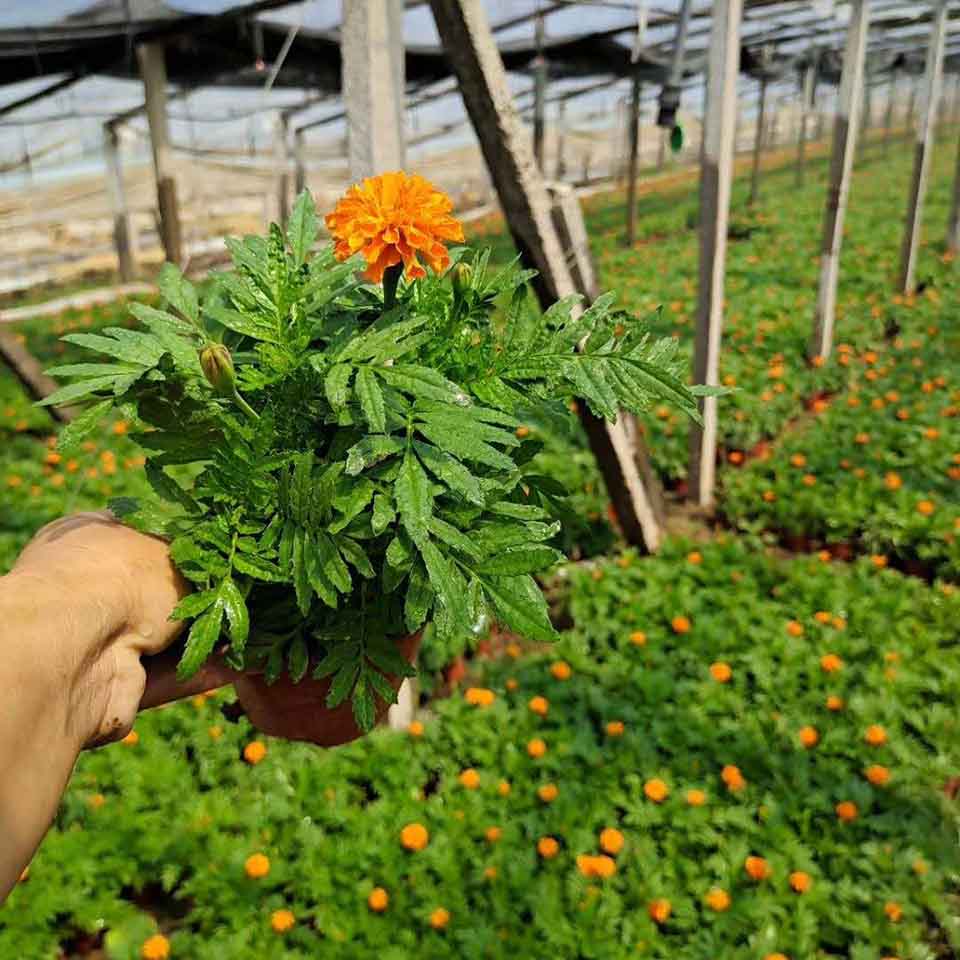 批发销售孔雀草 孔雀草价格 大量供应