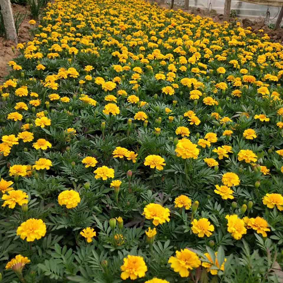 常年供应孔雀草 孔雀草小苗 大量供应