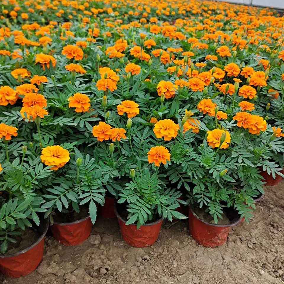 苗圃现挖孔雀草 孔雀草种植基地 优惠多多