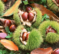 冷鲜速冻生板栗 休闲<em>食品</em>批发