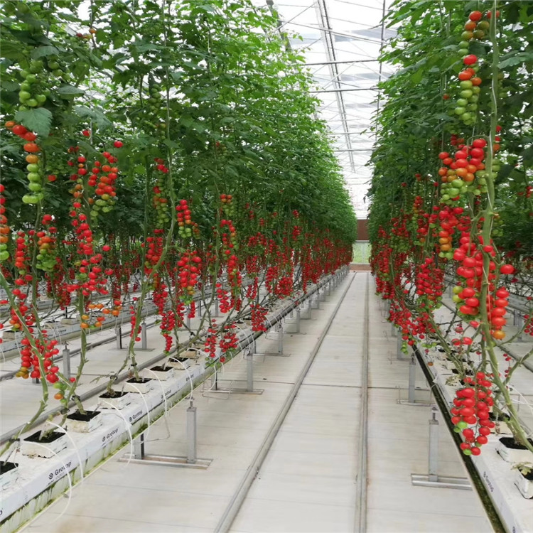 满意服务 荷兰模式果菜种植系统 清洁绿色栽培技术口碑推荐