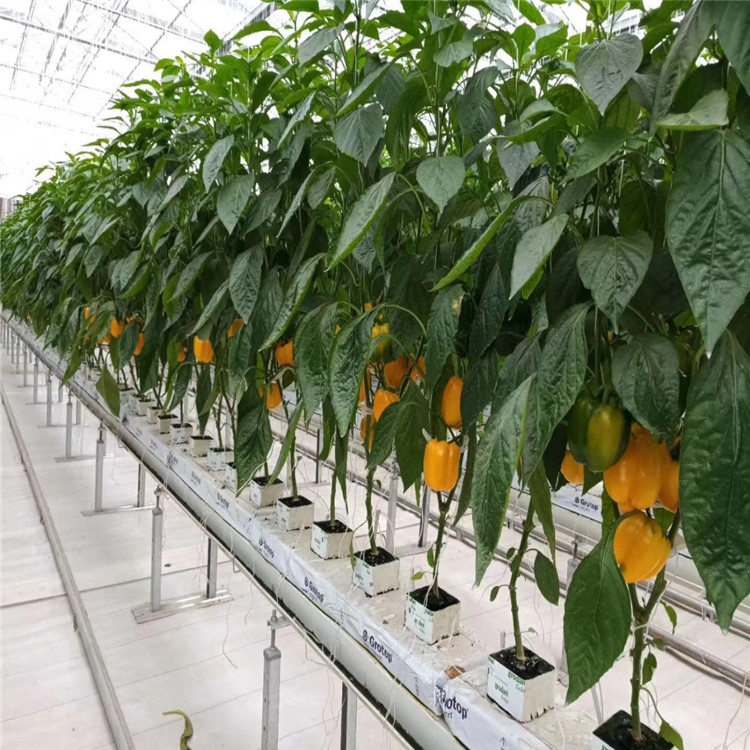 欢迎垂询 营养液栽培系统 荷兰模式种植系统了解详情