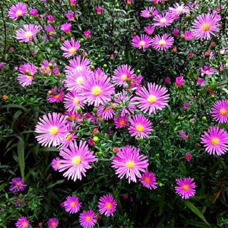 量大优惠紫菀小苗 潍坊紫菀培育基地 紫菀小苗