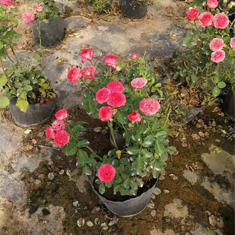 大花香水月季批发 青州大花月季 基地直销 大花月季苗