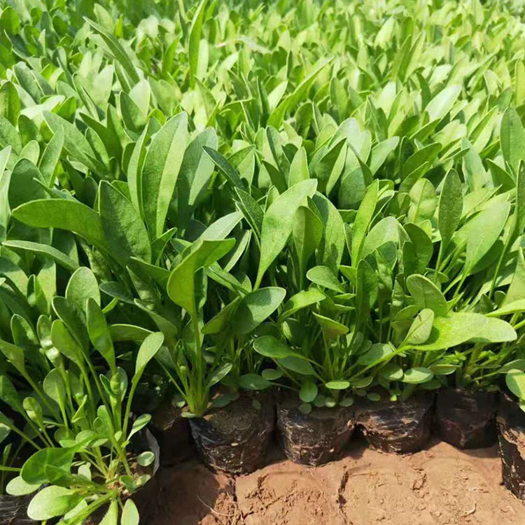 基地直销金钱菊 带花苞菊花苗 金鸡菊供应