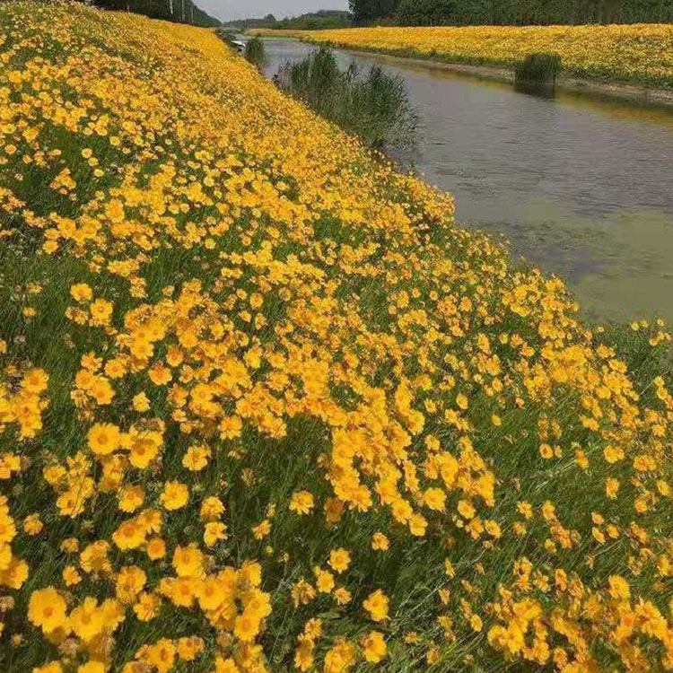 大量出售大锦鸡菊 山东菊花基地 金鸡菊种植基地
