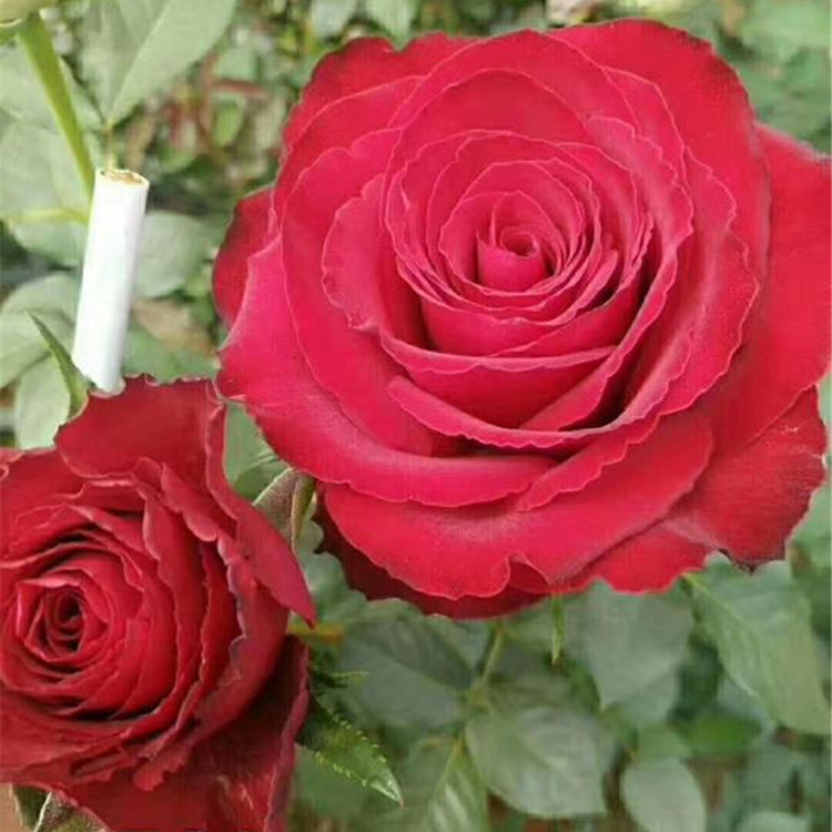 大花香水月季批发 山东香水月季 大量供应 香水月季小苗