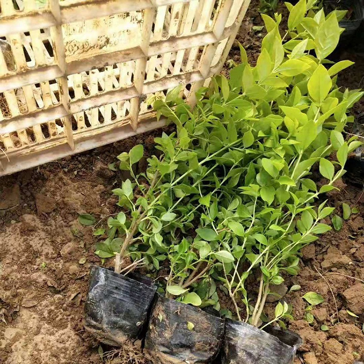 青州金叶女贞绿篱苗 欣美基地直销金叶女贞绿篱苗 金叶女贞基地批发