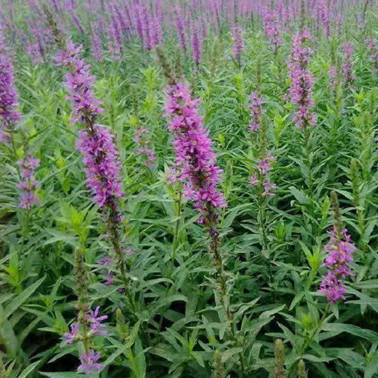 千屈菜苗 经销商报价 青州千屈菜价格