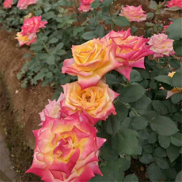 山东大花香水月季 新品月季花小苗 基地培植批发 月季花批发
