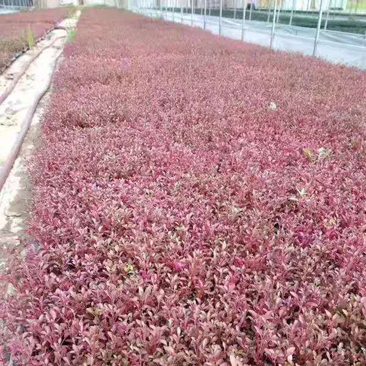 山桃草花苗 山桃草花苗批发 大量出售山桃草花苗