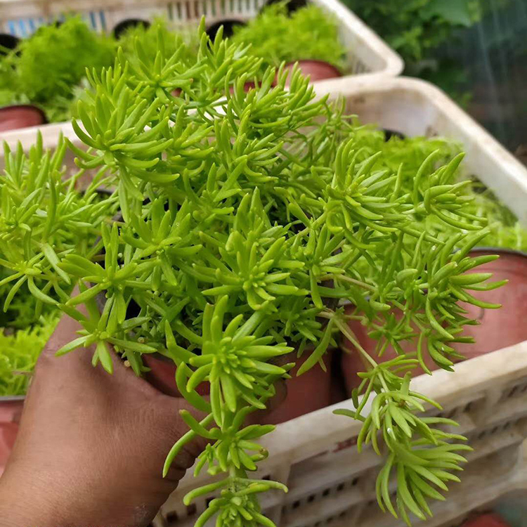 佛甲草绿化苗 佛甲草绿化苗价格 大量批发佛甲草绿化苗