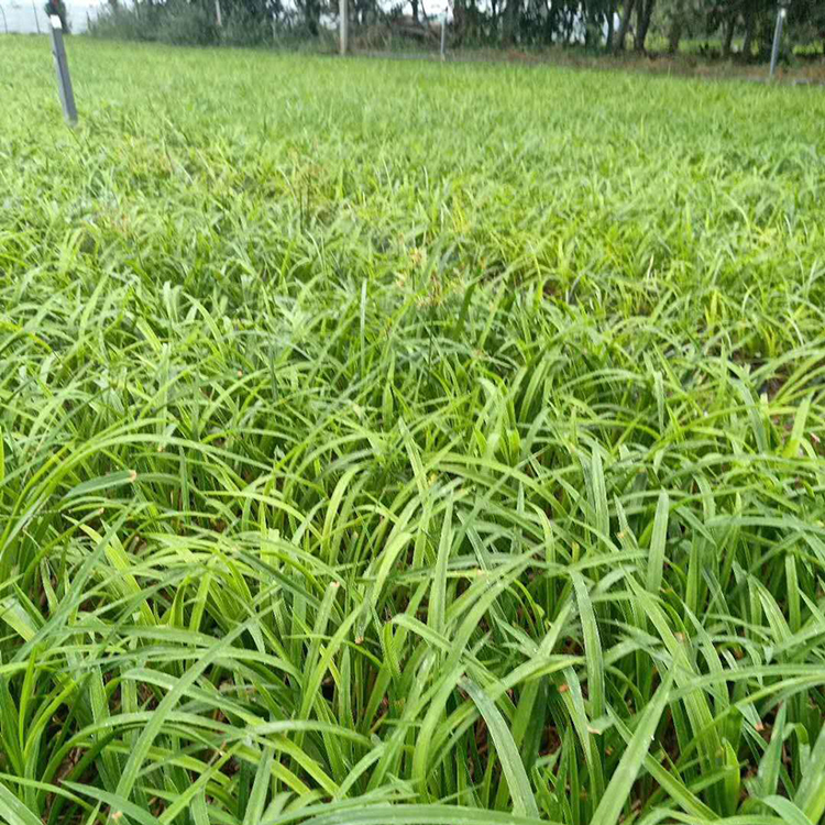 大花萱草种苗 大花萱草种苗种植基地 供应大花萱草种苗