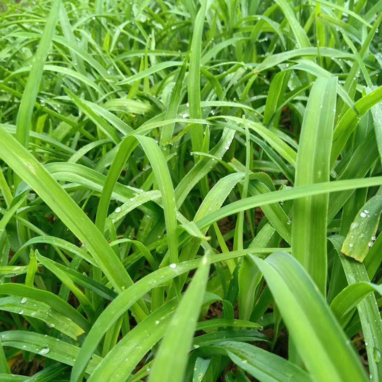 大花萱草种苗 大花萱草种苗出售 河北大花萱草种苗