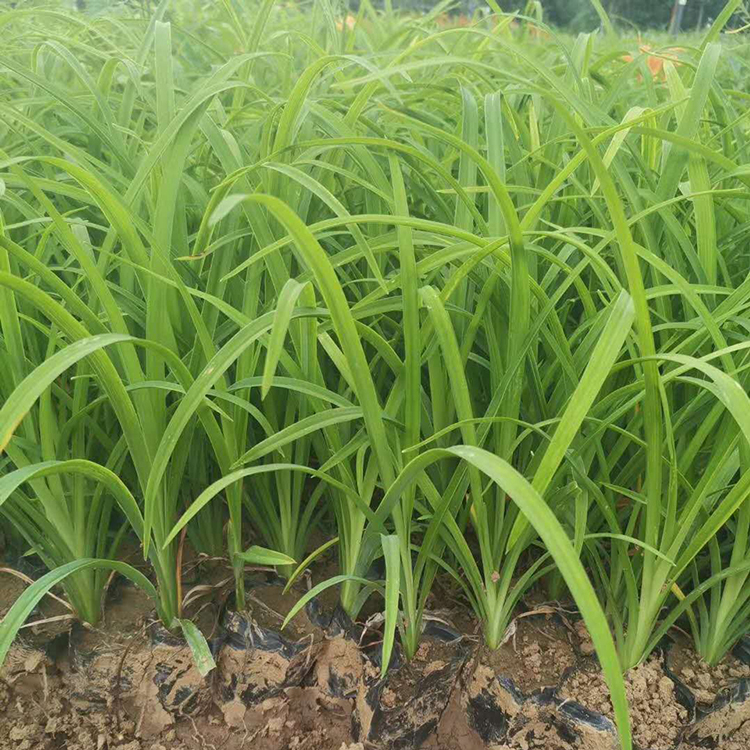 大花萱草花海用苗 大花萱草花海用苗基地 批发大花萱草花海用苗