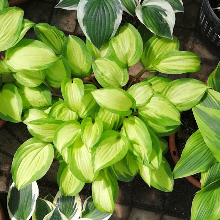 批发玉簪小苗 玉簪小苗种植基地