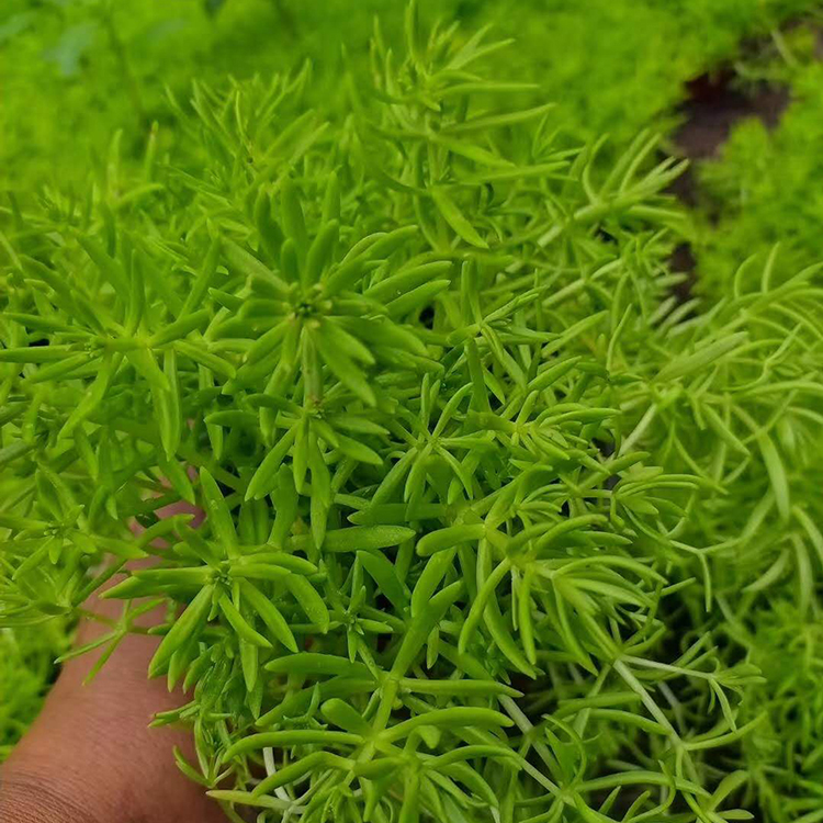 佛甲草绿化苗 佛甲草绿化苗培育基地 大量批发佛甲草绿化苗