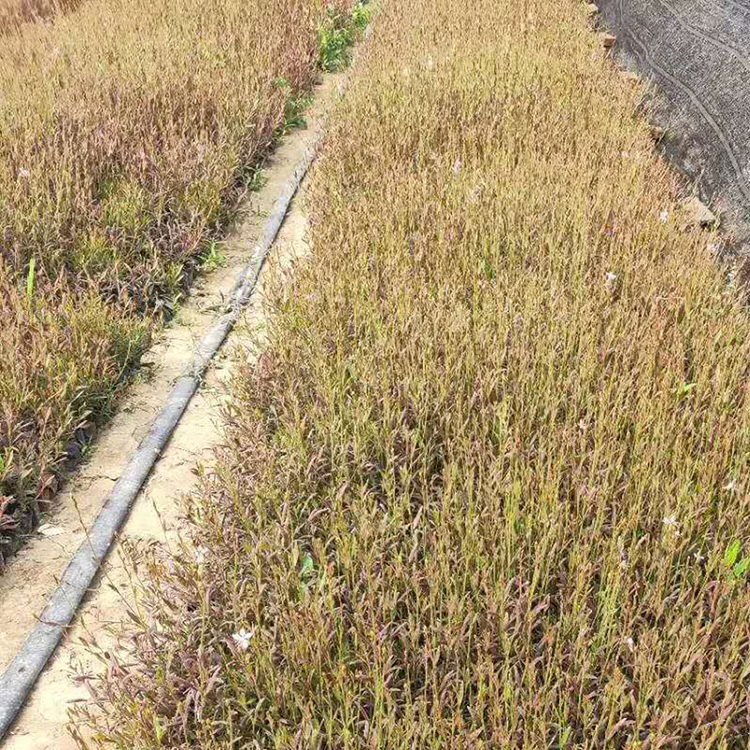 山桃草 山桃草培育基地 供应山桃草