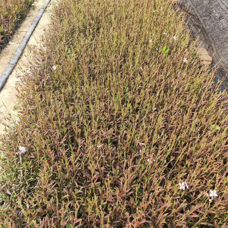 山桃草 山桃草价格 大量批发山桃草