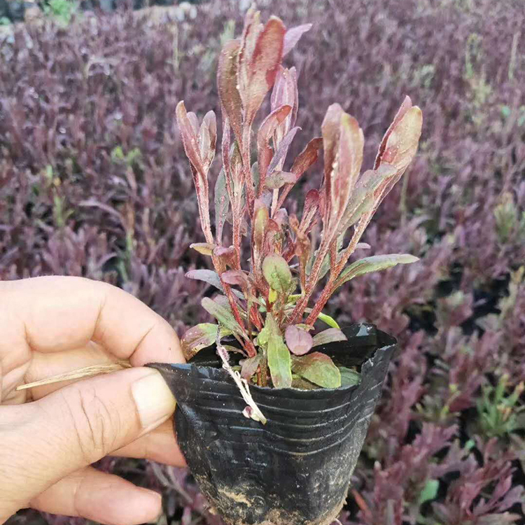 山桃草花苗 山桃草花苗培育基地 山东山桃草花苗