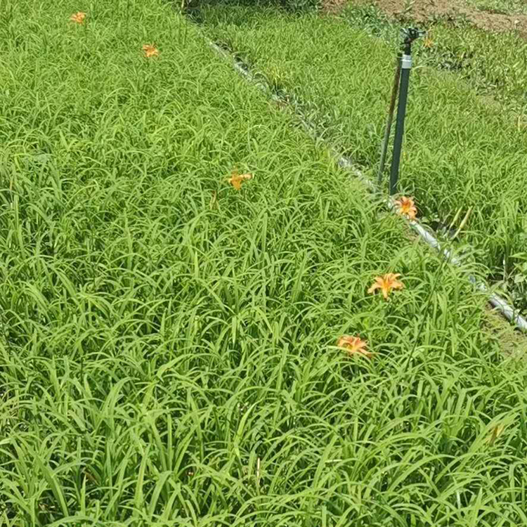 大花萱草种苗 大花萱草种苗供应 大量出售大花萱草种苗