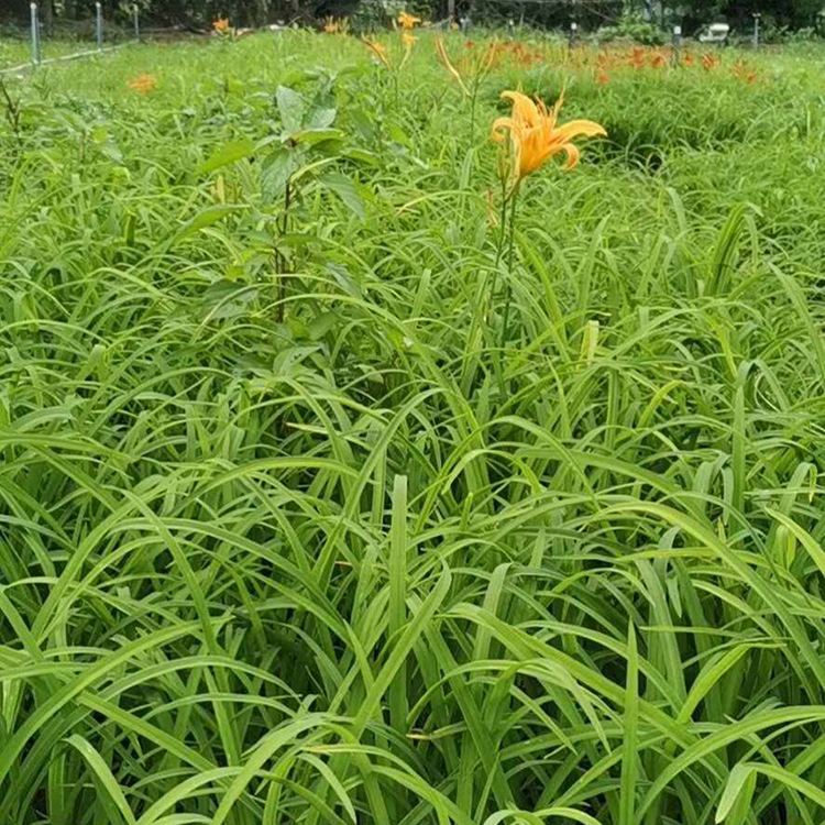 海派园艺批发的大花萱草苗 长势好 价格优
