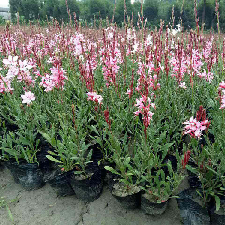 山桃草小苗 山桃草小苗供应 大量批发山桃草小苗