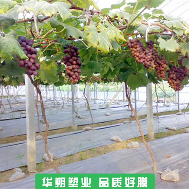 价格合理 大棚葡萄膜批发 云南葡萄避雨棚膜