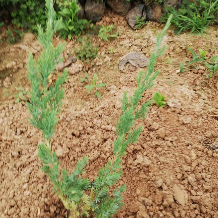 铺地柏价格 铺地柏基地种植 山东铺地柏批发商