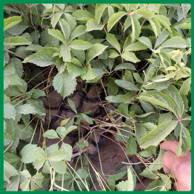 绿化苗爬山虎种植基地 久顺 好成活的爬山虎小苗供应