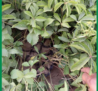 绿化苗爬山虎种植基地 久顺 好成活的爬山虎小苗供应