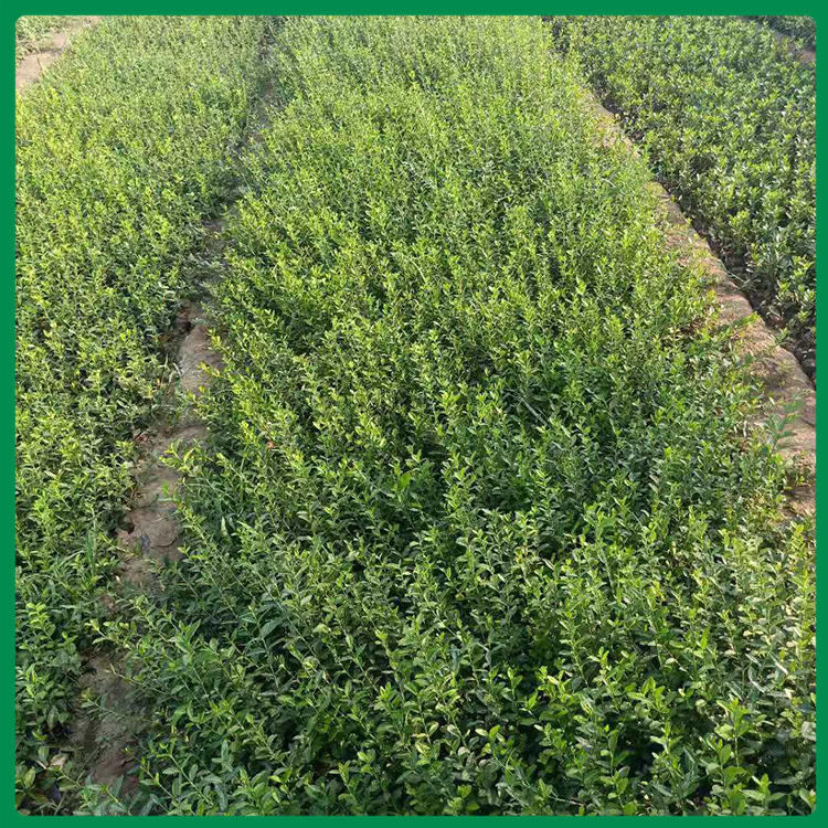 山东小叶扶芳藤基地 小叶扶芳藤供应 小叶扶芳藤苗圃直销