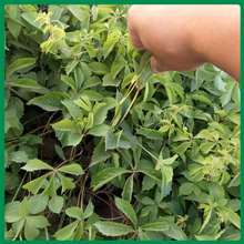 久顺常年供应绿化苗爬山虎 多年生大型落叶木质藤本植物