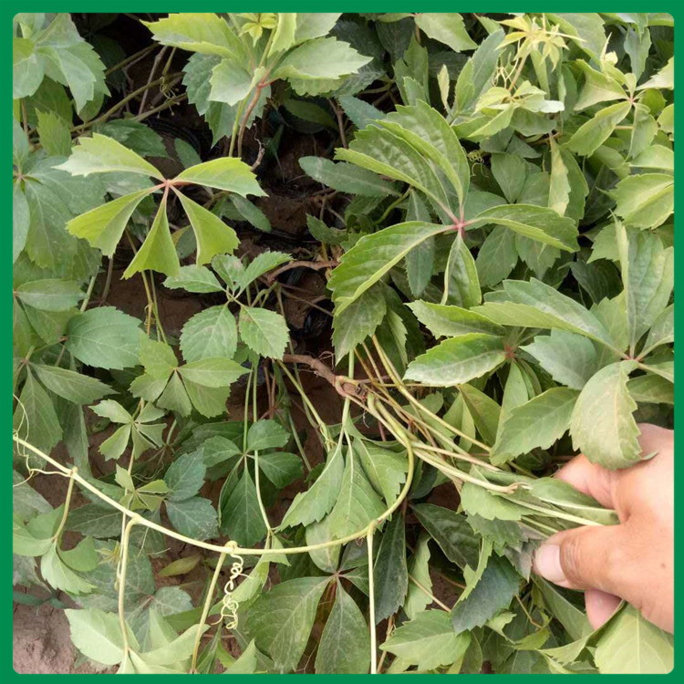 爬山虎供货商 爬山虎保质保量 多年生爬山虎