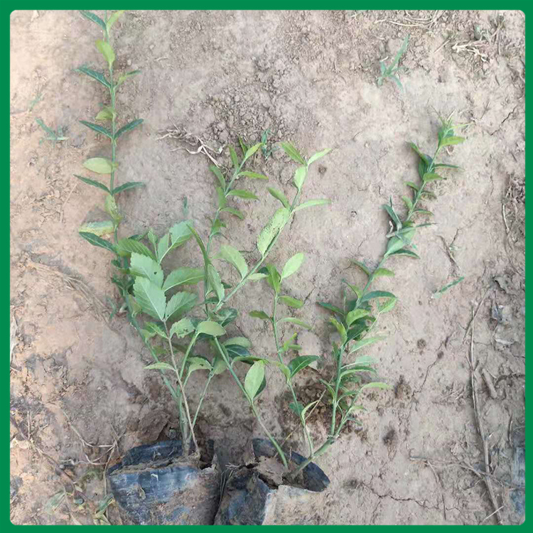 绿化用小叶扶芳藤 小叶扶芳藤种植 小叶扶芳藤苗圃直供