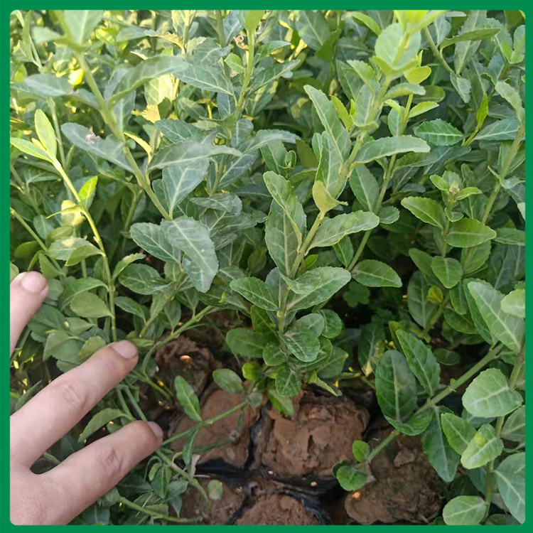 种植小叶扶芳藤基地 小叶扶芳藤供应商 小叶扶芳藤种植基地