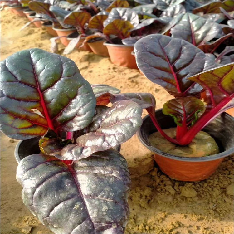 红叶甜菜绿化工程苗批发 红叶甜菜带土营养杯价格 山东红叶甜菜行情