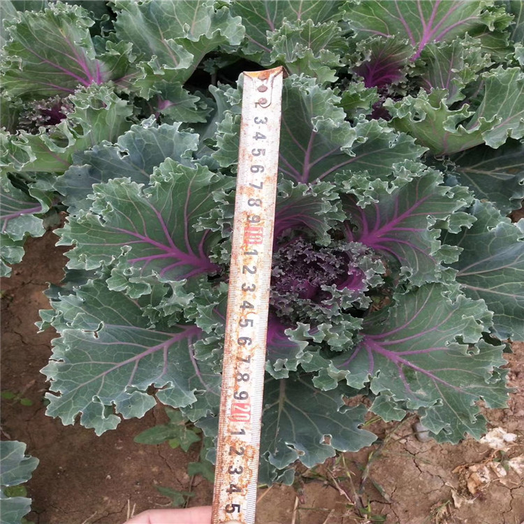 江苏羽衣甘蓝价格 江苏羽衣甘蓝供应 江苏羽衣甘蓝种植厂家
