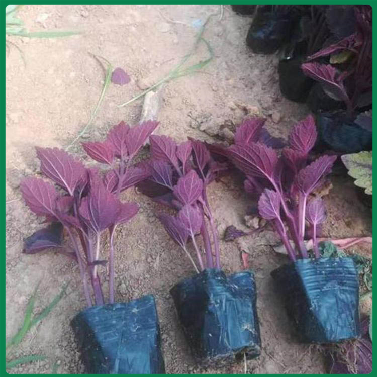 诺森彩叶草小苗花卉种植 彩叶草小苗观赏价值高