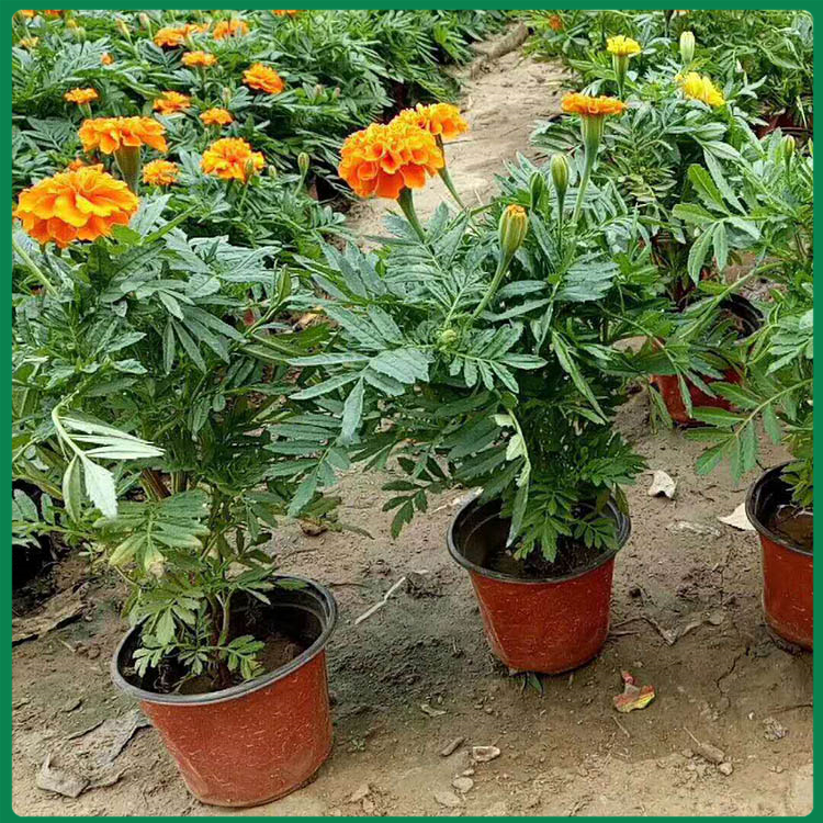 孔雀草双色盆 双色盆孔雀草批发商 青州孔雀草种植基地