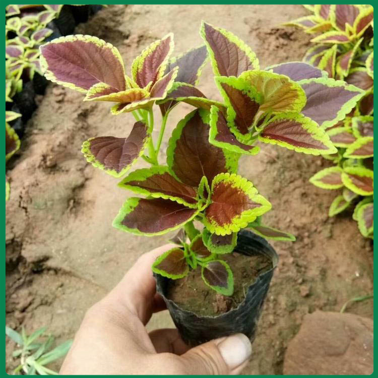 彩叶草 诺森彩叶草基地 彩叶草盆栽