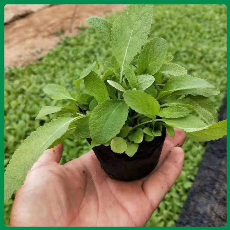 宿根鼠尾草 鼠尾草基地 点击咨询鼠尾草价格