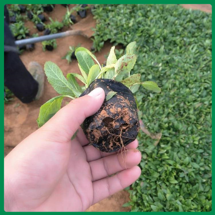 批量销售鼠尾草 地被鼠尾草价格 山东鼠尾草基地
