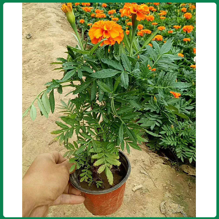 双色盆孔雀草 孔雀草双色盆预定 苗圃出售孔雀草