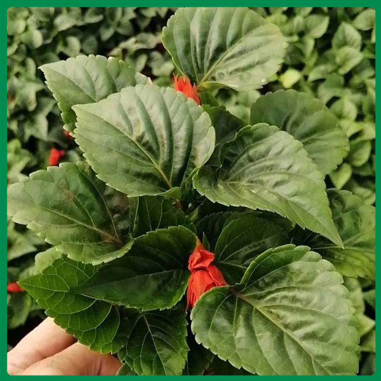 双色盆一串红 基地直销 诺森花卉直销