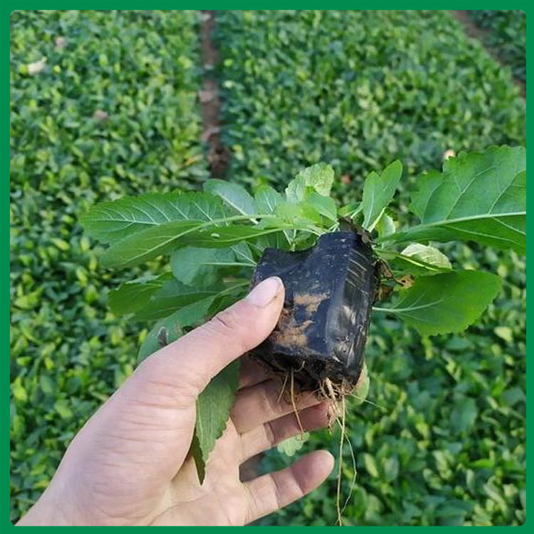 宿根鼠尾草 鼠尾草花苗批发商 山东鼠尾草基地