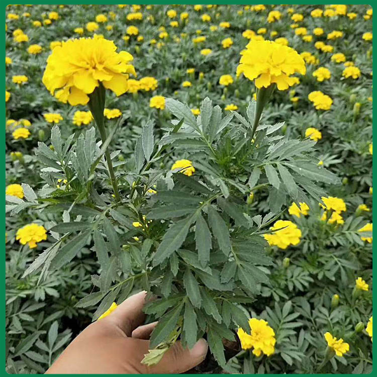 青州花卉双色盆孔雀草苗 适应性较强 孔雀草供应