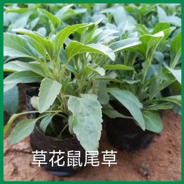 鼠尾草小苗 鼠尾草小苗 欢迎预定鼠尾草