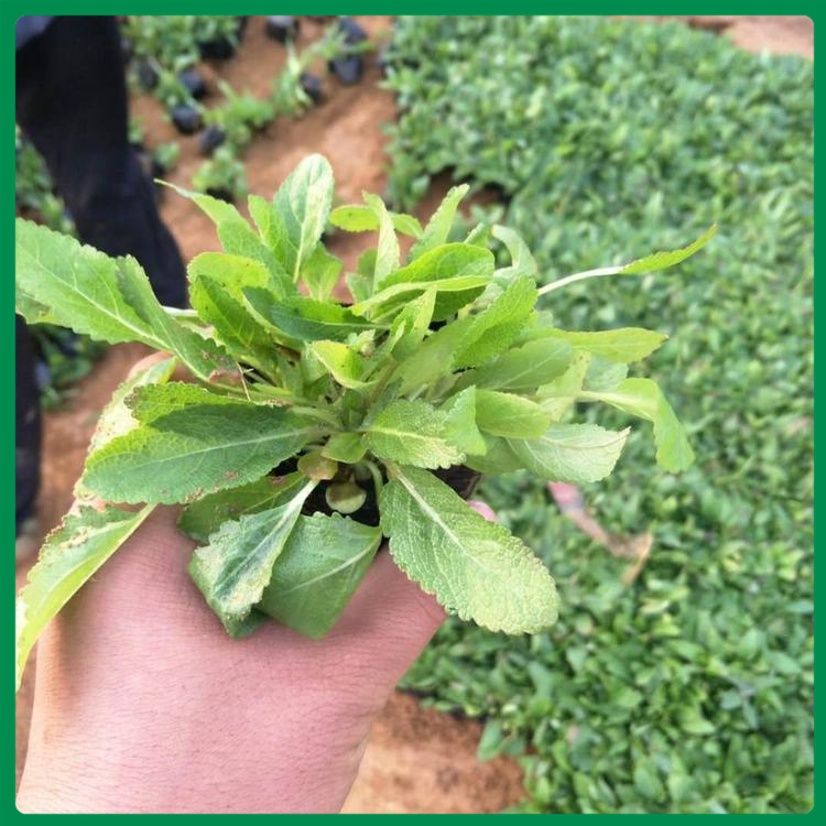 批量销售鼠尾草 鼠尾草价格 点击咨询鼠尾草价格